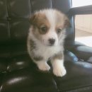 제물포애견 이미지