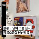 창너머 고양이 | 강릉 고양이 소품 천국, 강릉소품샵 냥냥강릉 방문 솔직후기 (신상소품샵)