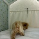 퍼피럽 강아지분양 고양이분양 군산본점 | 군산강아지무료분양 실제 후기 (사춘기 아이 때문에 고민하다 결정했어요)