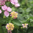 관악병설유치원 이미지