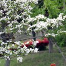 숲쟁이로 이미지