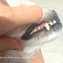 스타덴탈2 이미지