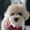 하울 애견 유치원 이미지