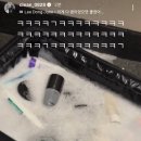 난리난 김세정 캐리어.jpg 이미지