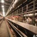 성진종계장 이미지