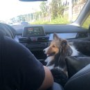 드린겐 애견테마파크 이미지