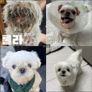 댕댕이발소 | 평택 고덕 애견미용 댕댕이발소 내돈내산 만족후기