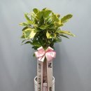 뱅갈PC방 이미지