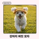 강아지 버킷햇 후기, 말티푸 커피 힙스터 변신했어요