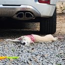 솔섬하우스 | 캠린이가 지금까지 가본 오토캠핑장 6곳 내돈내산 후기 | 가장 좋은 캠핑장을 찾아서 | 돌 아기와 캠핑...