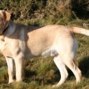 옐로우랩(Yellow Lab)