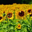 노화해바라기 이미지