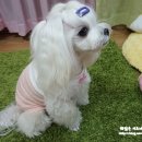 청순하개 | 청순하개/슈가몽 애견의류