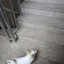 댕겨와유 | 댕겨와유 유치원 (성정동) 내돈내산 후기