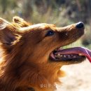 올라몽 네이버블로그