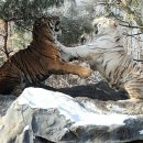 백호목장 이미지