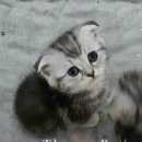 도도한 펫츠 이미지