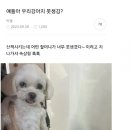 우리강아지 이미지