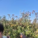 알토란사과체험마을 이미지