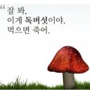 미니미 이미지