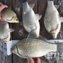 증평낚시 이미지