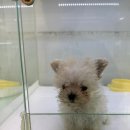 동탄강아지분양 도그데이 이미지