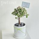 플레르드레브 이미지