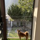 스마일댕댕 | 토리&amp;미리랑 다녀온 댕댕포레스트 후기