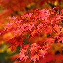 김동수 | 11월 국내 여행지 추천! 내장산 단풍 &amp; 주변 가볼 만한 곳 완벽 코스