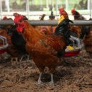 주령축산 이미지