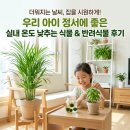 여름식물 인테리어 | 더워지는 날씨 실내 온도 낮추는 식물과 아이 정서에 좋은 반려식물 리얼 후기