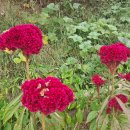 분천리경로당 이미지