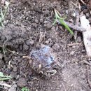 맹꽁이농장 이미지