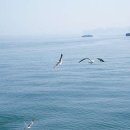 인천배낚시 광복낚시 네이버블로그
