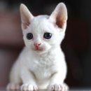 대구고양이분양 도레미캣 이미지