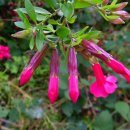 잉카꽃 [칸투아 벅시폴리아 (Cantua buxifolia)] 이미지