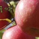 산내과수