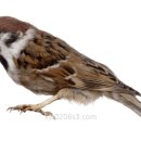 노리마리 이미지