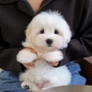 울산 강아지분양 미유펫 | 밀양강아지분양 말티푸 가족이 되기 전 꼼꼼히 살펴본 후기
