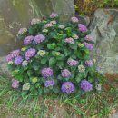 환상의바다리조트B동 이미지