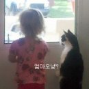 고냥이네 이미지