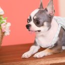 견생맛집 이미지