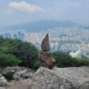 장산 이미지