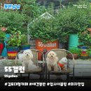 시루아트 | 김포애견동반카페 55갤런 | 서울근교 독특한 업사이클링 아트 대형 이색 맛집 솔직후기
