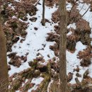 1177 | 오지산행후기(1177차) 봄꽃산행(10) 2024.03.05(화)