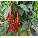 빨간고추 이미지