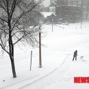 세인트루이스 애견 이미지