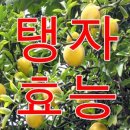 ﻿탱자의 효능과 사용법 이미지