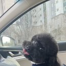 댕댕살롱앤스파 이미지