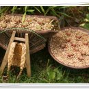 꽃과 유유자적하는 석포리 개안마을 꽃매니아 이미지